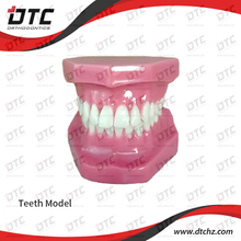 Orthodontic Teeth Model